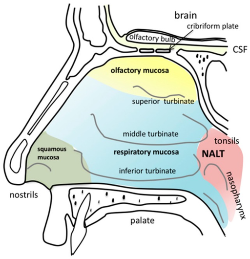 Inferior Turbinate and Anatomy of the nose